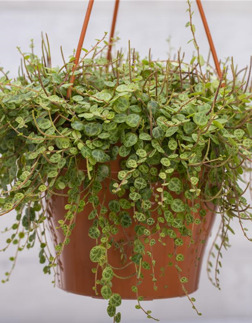 Peperomia caperata Brasilia