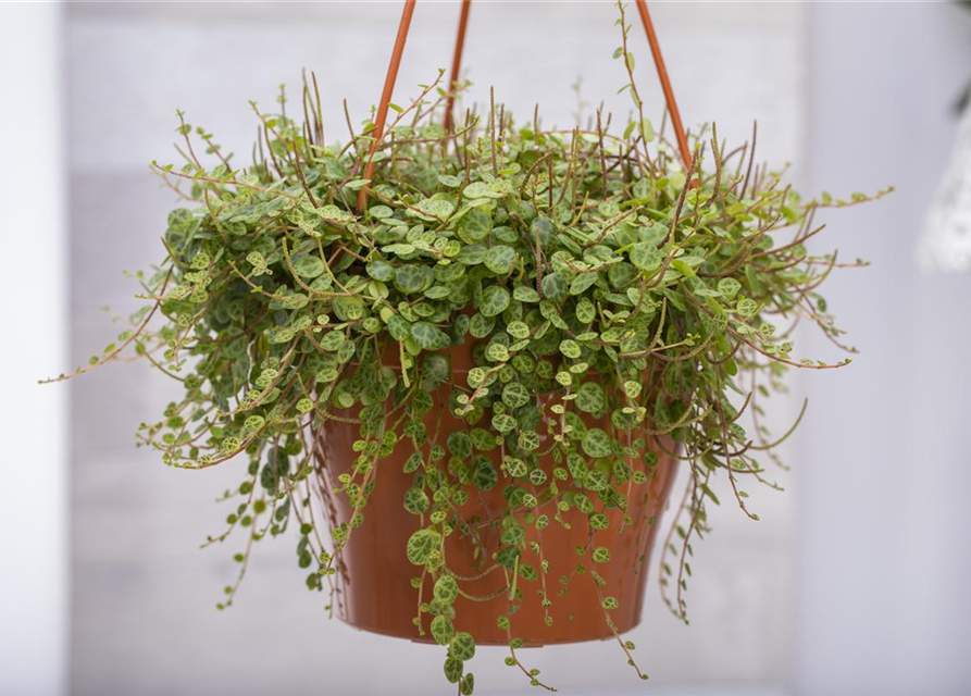 Peperomia caperata Brasilia