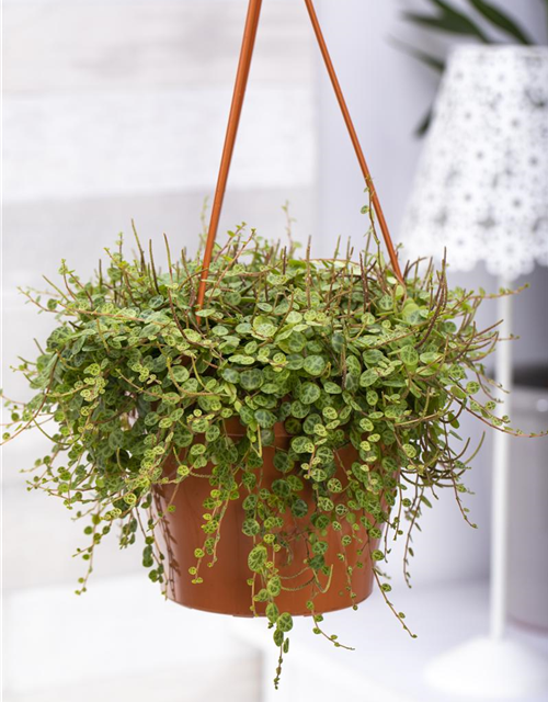Peperomia caperata Brasilia