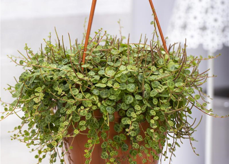 Peperomia caperata Brasilia