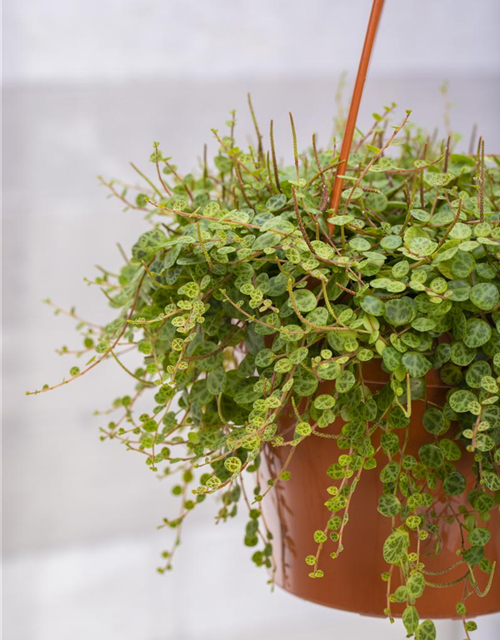 Peperomia caperata Brasilia
