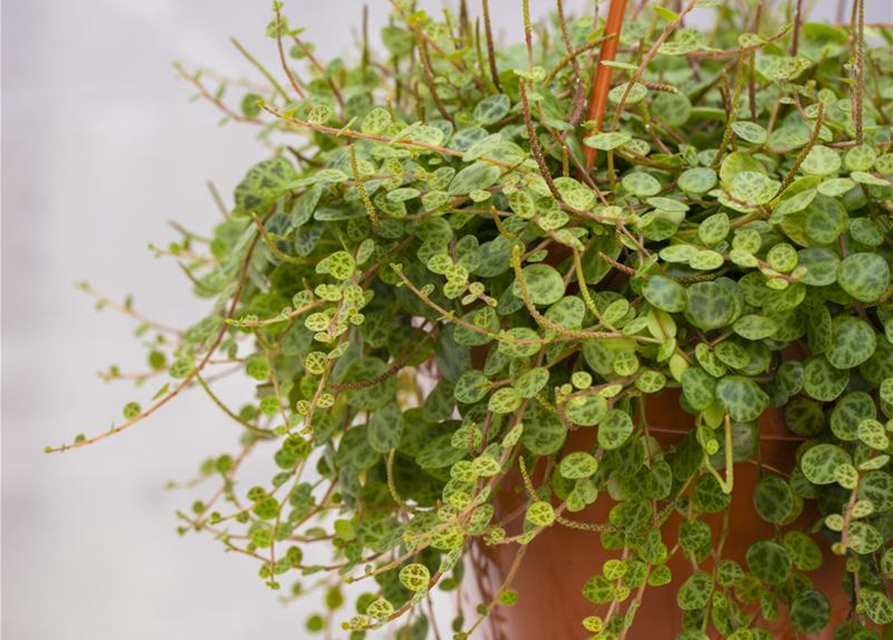Peperomia caperata Brasilia
