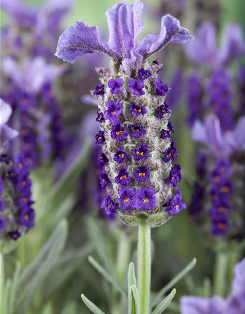 Lavandula stoechas Busch