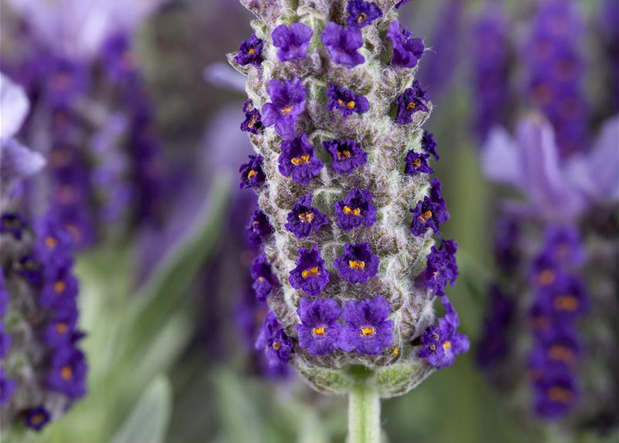 Lavandula stoechas Busch