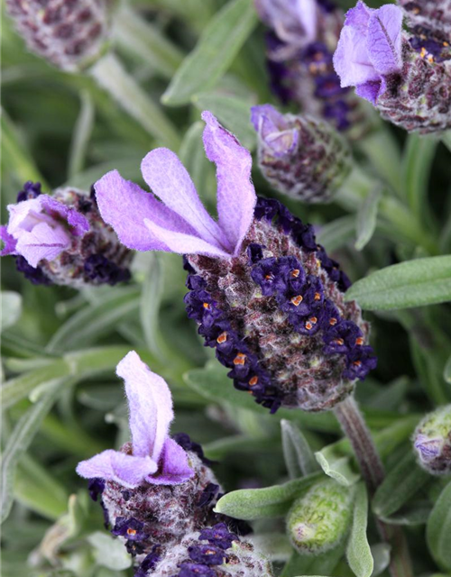 Lavandula stoechas Busch