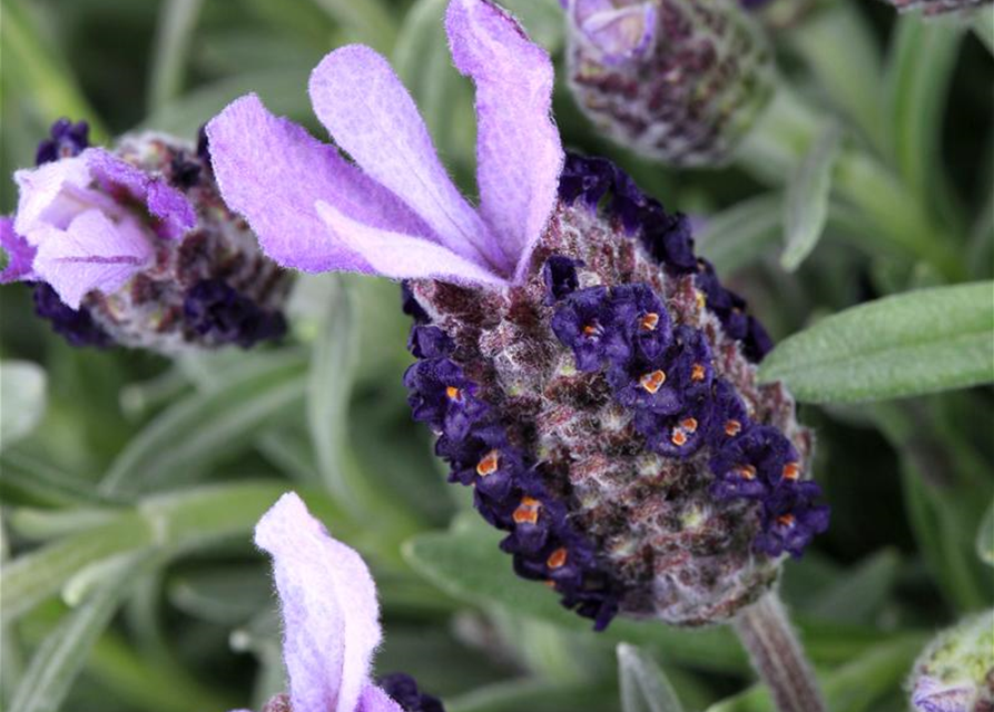 Lavandula stoechas Busch