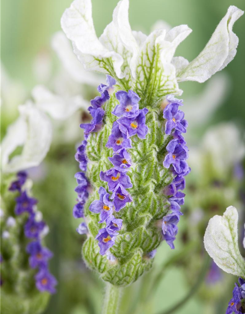 Lavandula stoechas Busch