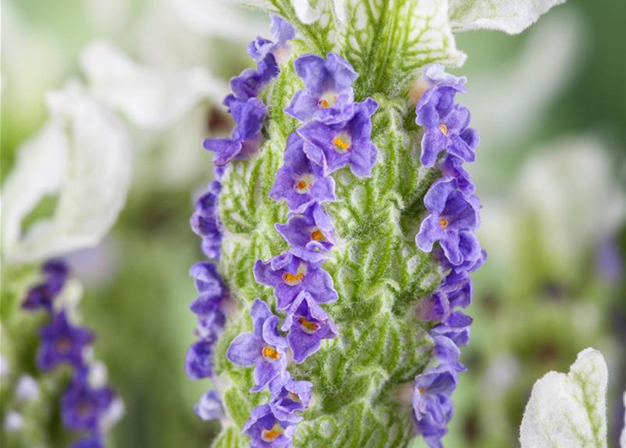 Lavandula stoechas Busch