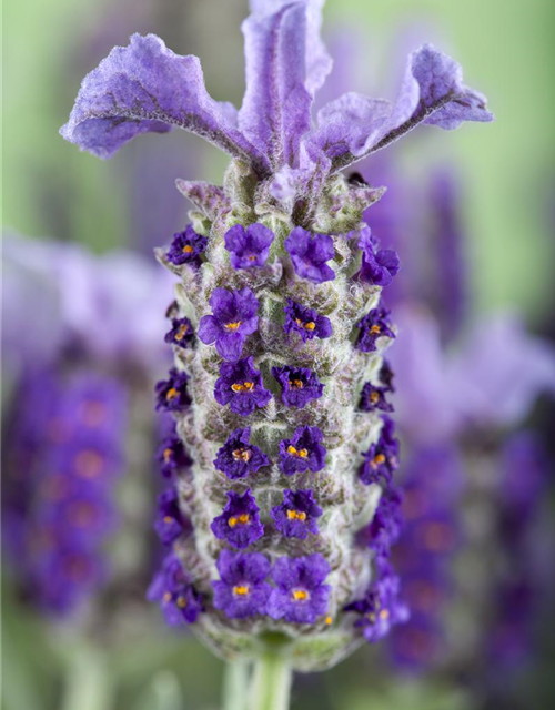 Lavandula stoechas Busch