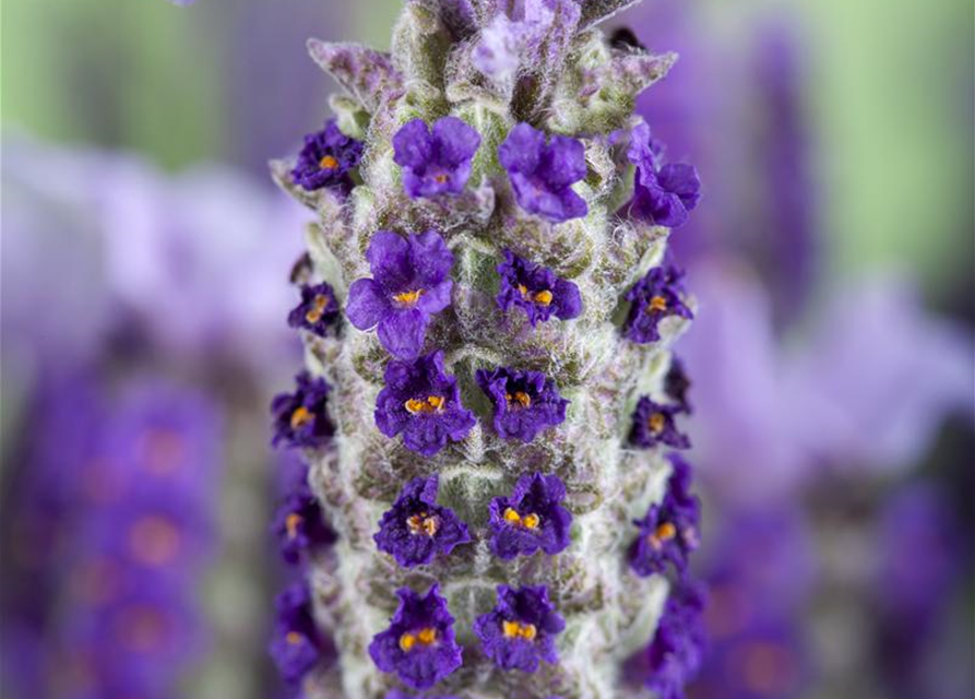 Lavandula stoechas Busch
