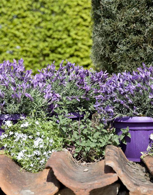 Lavandula stoechas Busch