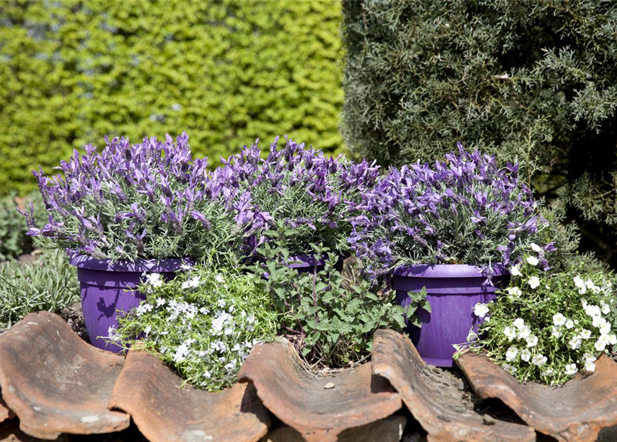 Lavandula stoechas Busch
