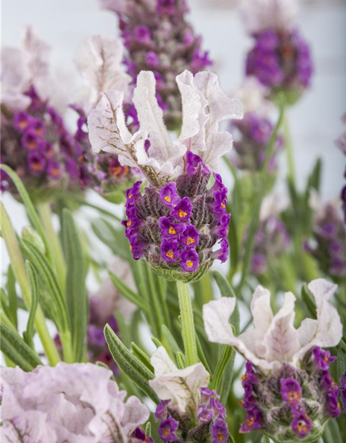 Lavandula stoechas Busch