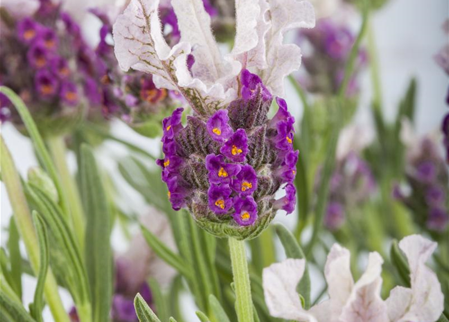 Lavandula stoechas Busch