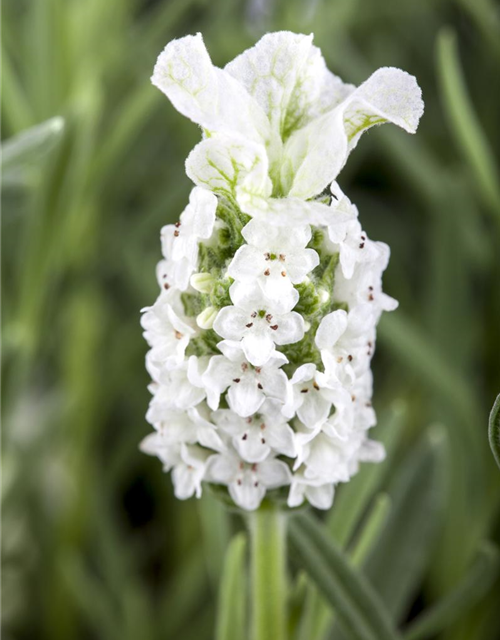 Lavandula stoechas Busch