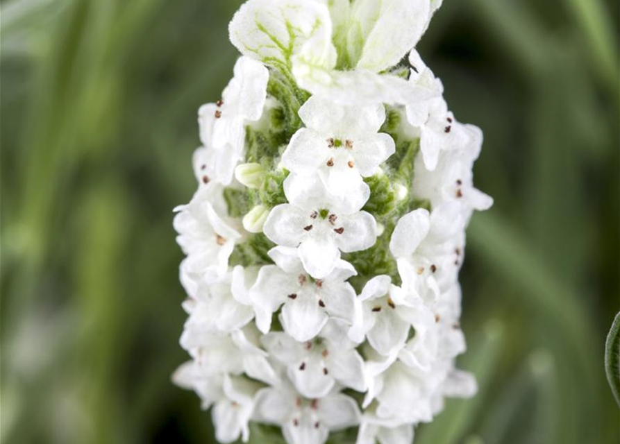 Lavandula stoechas Busch