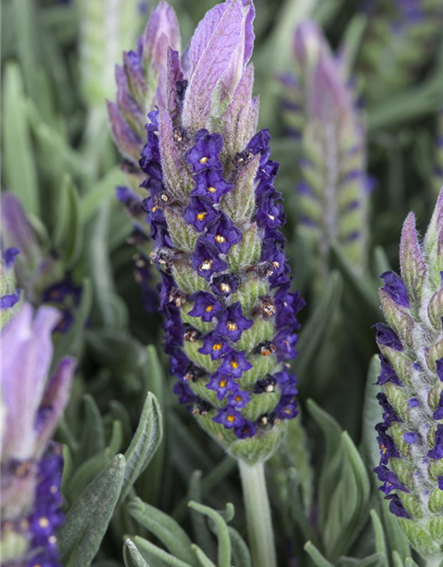 Lavandula stoechas Busch