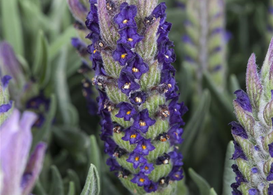 Lavandula stoechas Busch