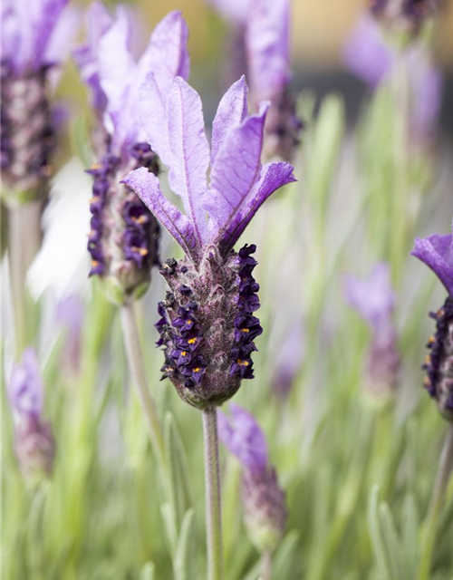 Lavandula stoechas Busch
