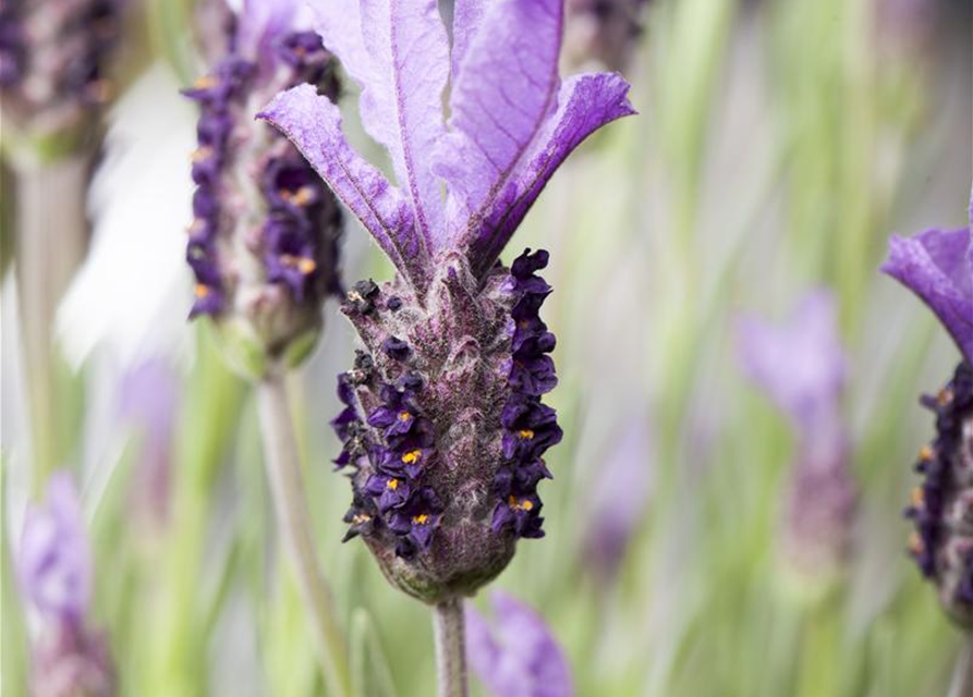 Lavandula stoechas Busch