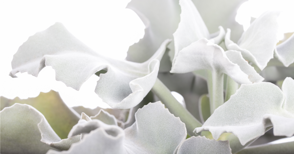 Kalanchoe beharensis, Elefantenohr-Kalanchoe - Grtnerei Schliebener