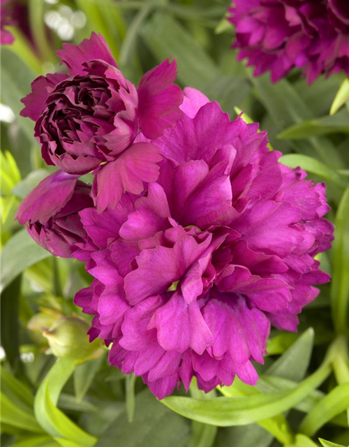 Dianthus caryophyllus Mix