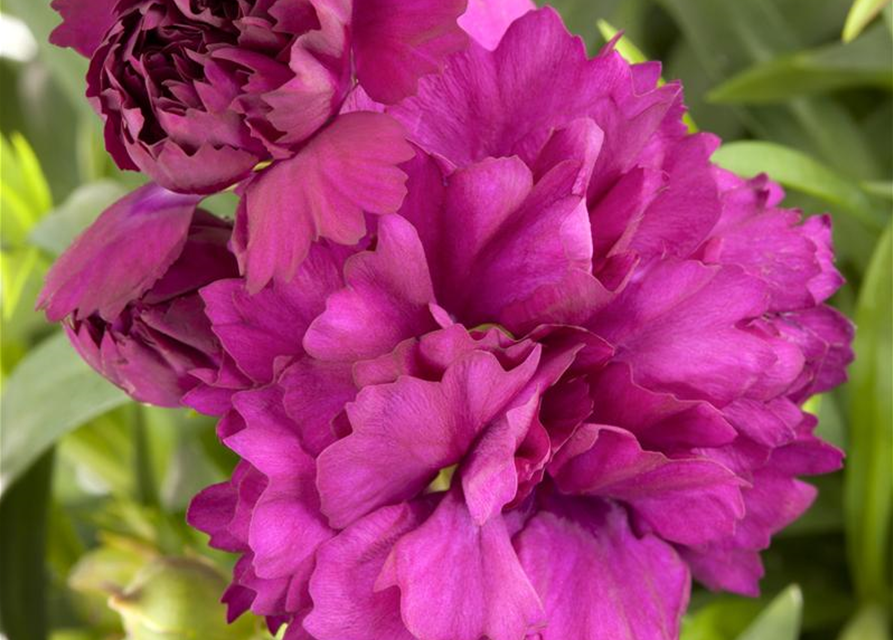 Dianthus caryophyllus Mix