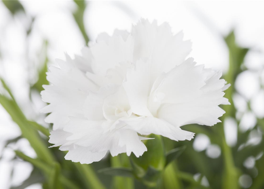 Dianthus caryophyllus Mix