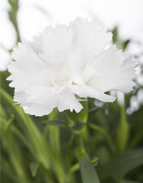Dianthus caryophyllus Mix