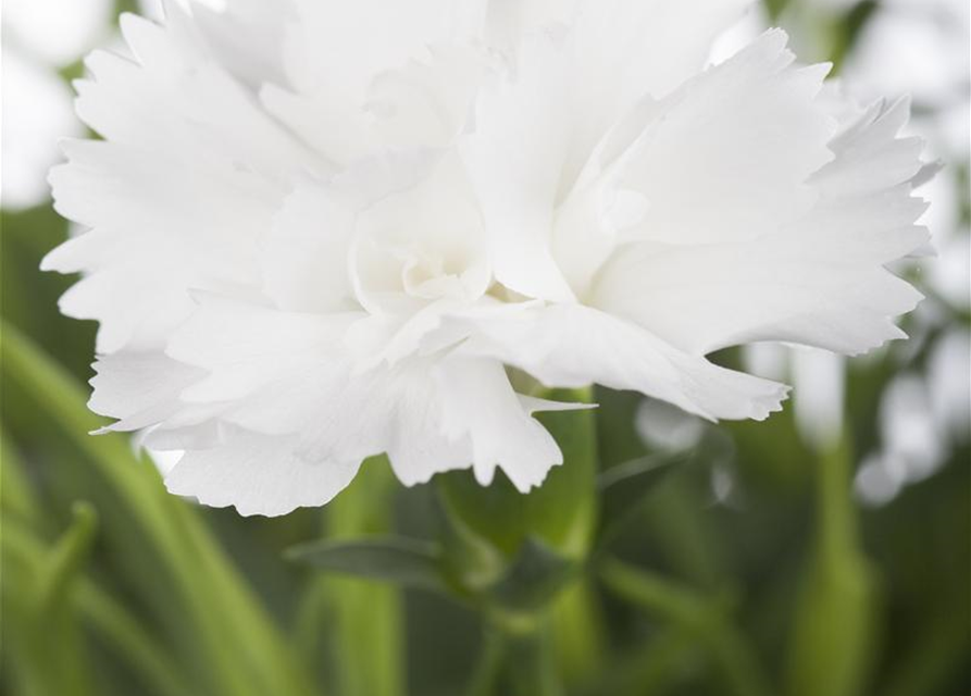 Dianthus caryophyllus Mix