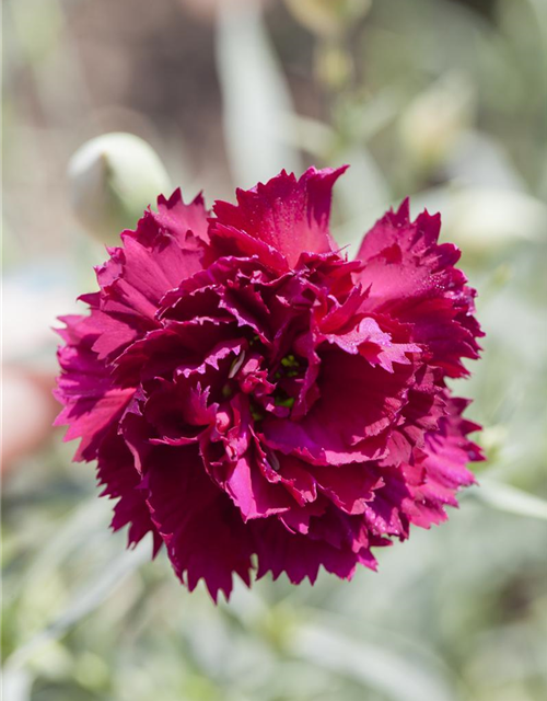 Dianthus caryophyllus Mix