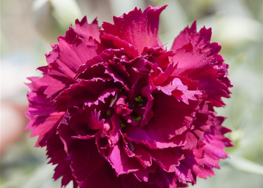 Dianthus caryophyllus Mix