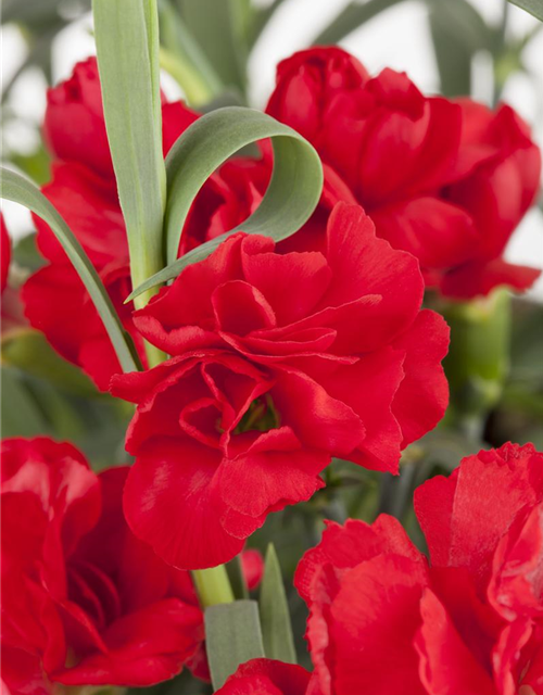 Dianthus caryophyllus Mix
