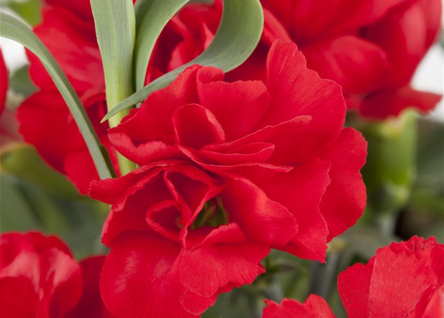 Dianthus caryophyllus Mix