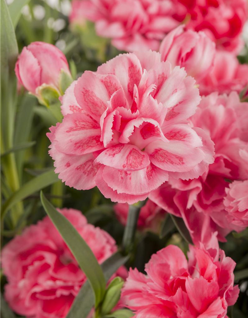 Dianthus caryophyllus Mix