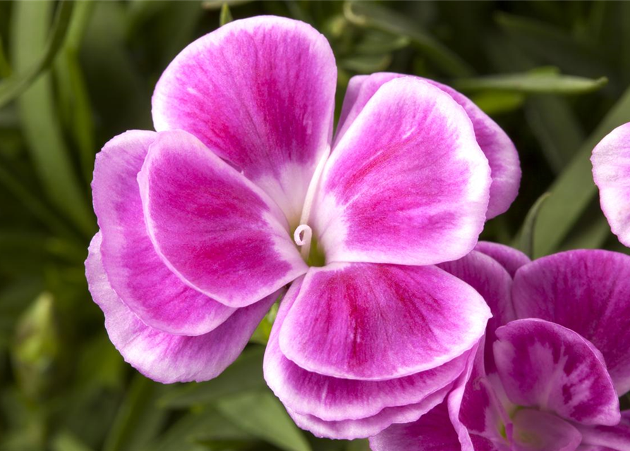 Dianthus caryophyllus Mix
