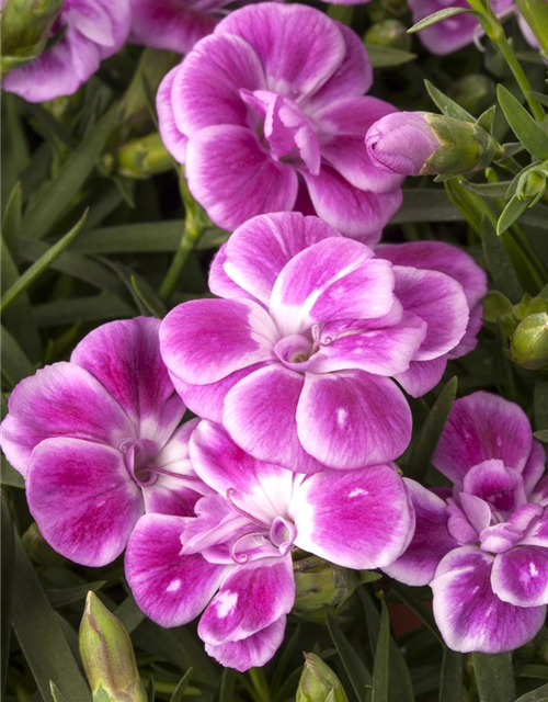 Dianthus caryophyllus Mix