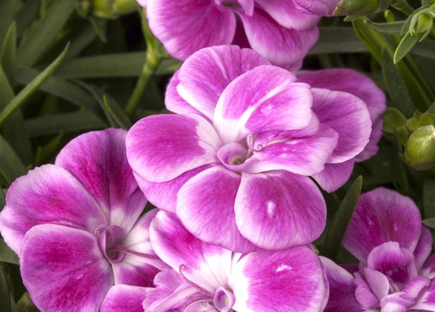 Dianthus caryophyllus Mix
