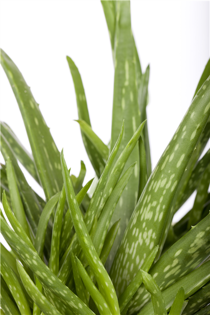 Aloe vera barbadensis Miller, Bio-Aloe Vera-Pflanze - Grtnerei Schliebener