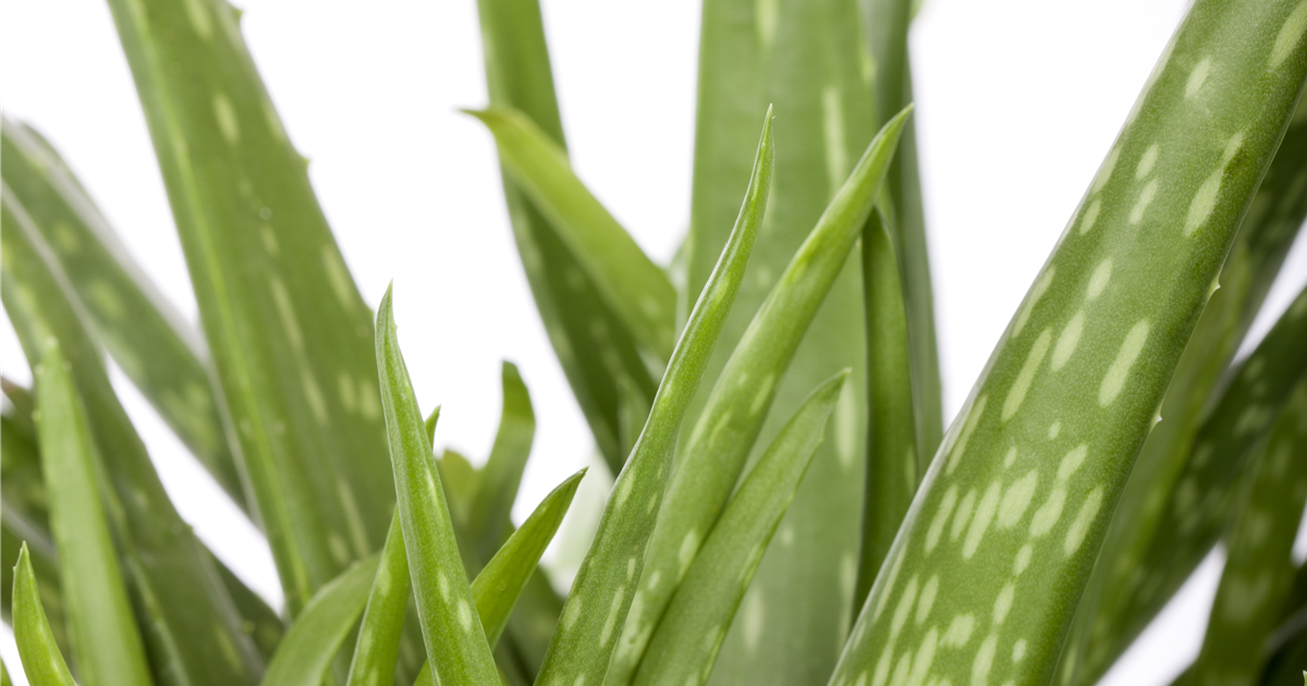 Aloe vera barbadensis Miller, Bio-Aloe Vera-Pflanze - Grtnerei Schliebener