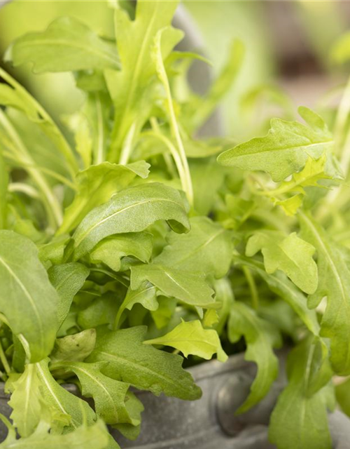 Rucola