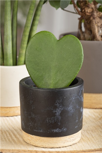 kentia palme amazon XXL Kentia Palme liefern lassen  Green Me Up