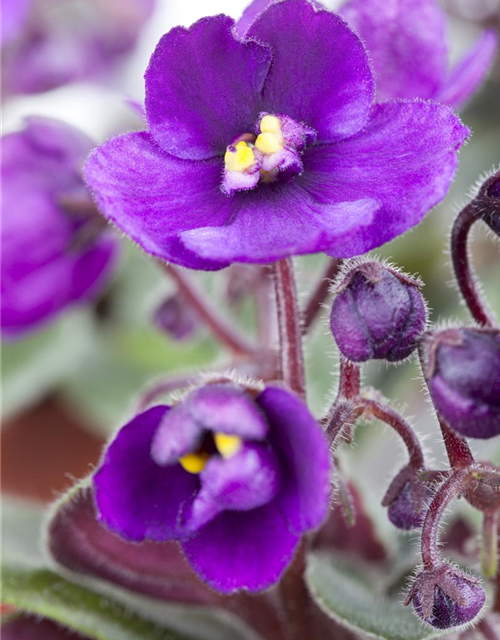 Saintpaulia ionantha Mini