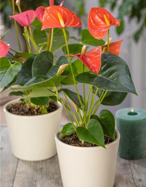 Anthurium andreanum Orange