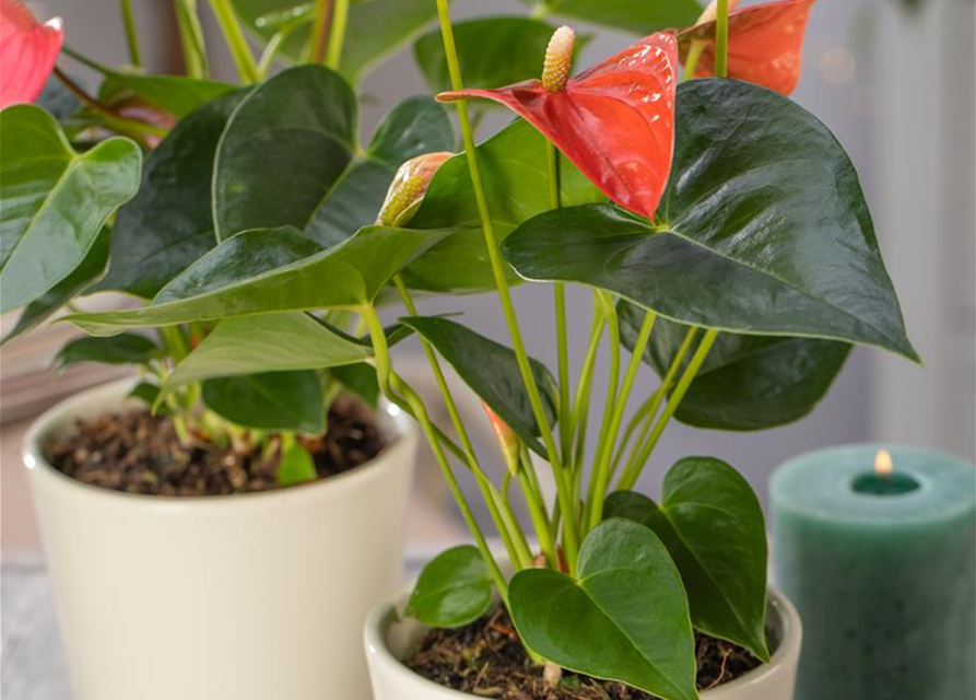 Anthurium andreanum Orange