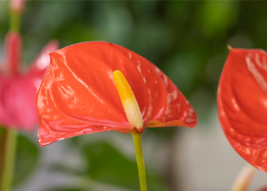 Anthurium andreanum Orange