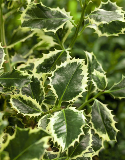 Ilex aquifolium Argentea Marginata