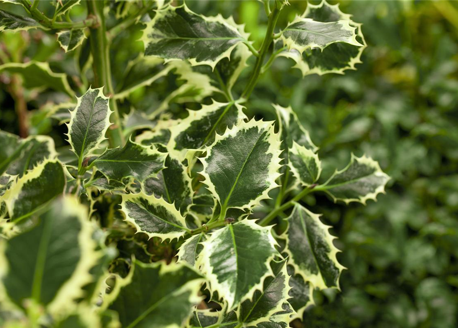 Ilex aquifolium Argentea Marginata