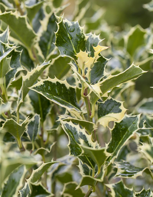Ilex aquifolium Argentea Marginata