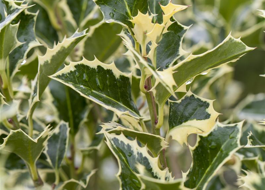Ilex aquifolium Argentea Marginata